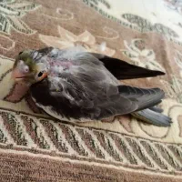 جوجه عروس هلندی سرلاکی