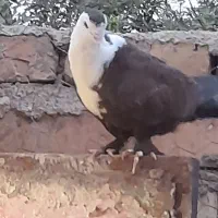 کبوتر
