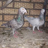 کبوتر سار سرور
