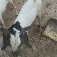 کهره نر