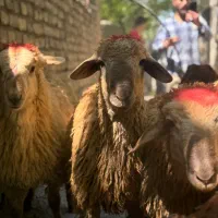 توزیع دام زنده بهداشتی 100در100تضمینی