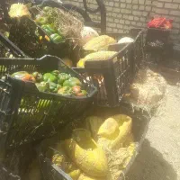 خربزه هندوانه سیب زمینی کاه یونجه  میش گاو