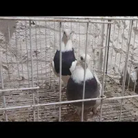 کبوتر طوقی معاوضه با گندم