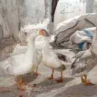 ابطوط للبیع