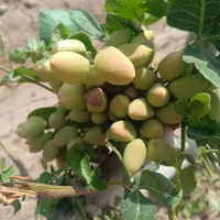 فروش انواع ترکه واسه پیوند لوله ای و شکمی