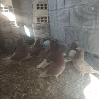 کبوتر تهرانی و دمگیر