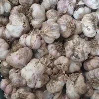 سیرخشک درشت