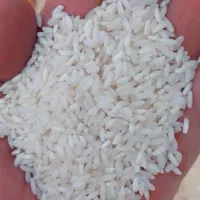 برنج چمپا