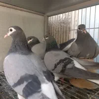 دمگیر خرقه