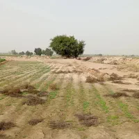 خاک رایگان