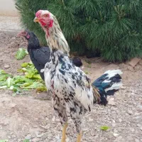 خروس و مرغ لاری .