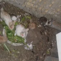 بچه خرگوش