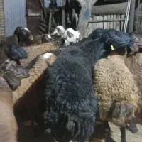 قوچ همو سیاه