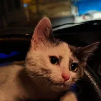 گربهDSH