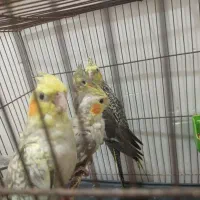 عروس هلندی