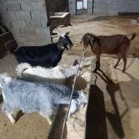 بز پروار