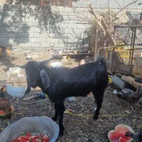 گوسفند فروشی