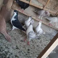 کفتر مغلف
