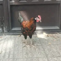 مرغ و خروس