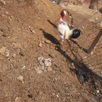 خروس|حیوانات مزرعه|شیروان (خراسان), |دیوار