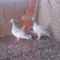 کبوتر گلی و خوشرنگ سبز