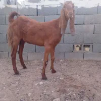 گیسه پاکستانی