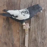کفتر زرد کرمونی کاکلی سینه سیاه طوقی سیاه المانی