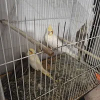 یک جفت  عروس هلندی با یک جوجه