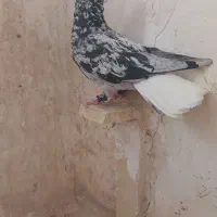 کبوتر