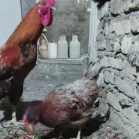 خروس و مرغ
