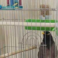 مرغ مینا همراه با قفس بزرگ...