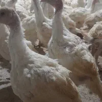 بوقلمون برنز و بیوتی