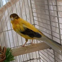 فروش قناری ابلق نر