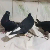 سیاه دم سفید،سینه سبز،،دمی