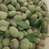 بادام|خدمات باغبانی و درختکاری|ساوه, |دیوار