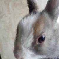 بچه خرگوش|موش و خرگوش|یزد, |دیوار