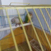 فروش گیرینچک نرو ماده