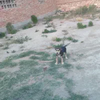 سگ ماده عراقی