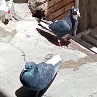 زاغ دمسفید سیاه پلنگ