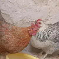 حراج مرغ وخروس بومی