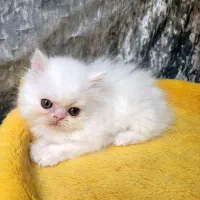 پرشین کت پسر