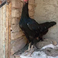 مرغ خروس لاری