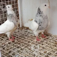یک جفت طوقی الماسی