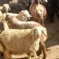 فروش بره سرحال