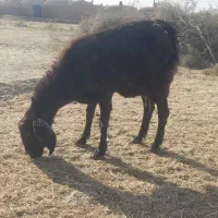 بزماده چاق وچله