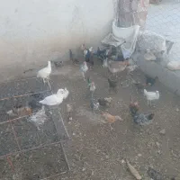 جوجه محلی
