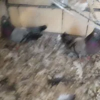 صحرای 45سانتی