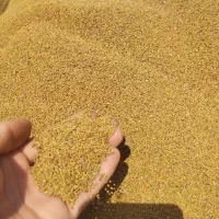 بذر یونجه محلی درجه یک کیلویی 1450تضمینی