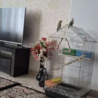 طوطی گم شده