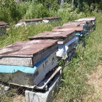 فروش زنبور عسل